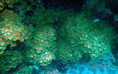 Palythoa heliodiscus