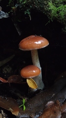 Cortinarius austroduracinus