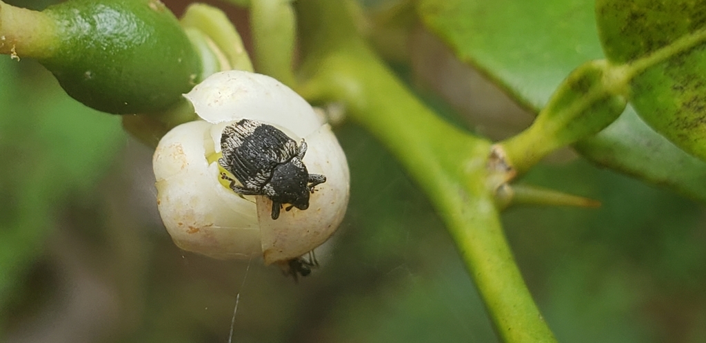 Geraeopsis