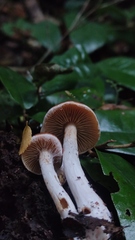 Cortinarius austroduracinus