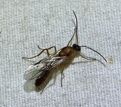 Formica pallidefulva
