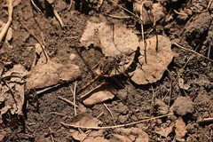 Leucorrhinia borealis