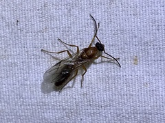 Formica pallidefulva