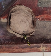 Phimenes flavopictus flavopictus