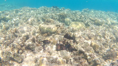 Acanthurus nigrofuscus