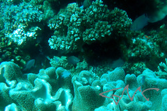 Pomacentrus flavioculus