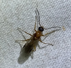 Formica pallidefulva