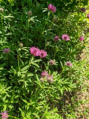 Trifolium alpestre