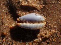 Staphylaea limacina