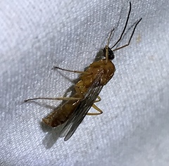 Formica pallidefulva