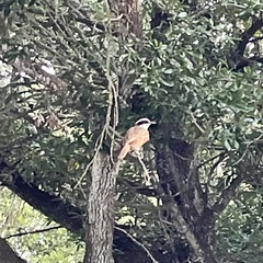 Pitangus sulphuratus