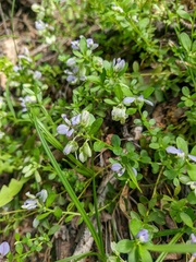 Polygala supina supina