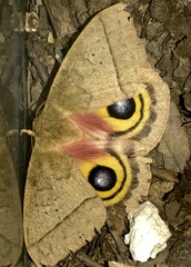 Automeris iris hesselorum