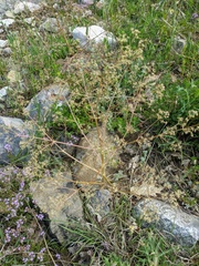 Trinia glauca