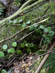 Peperomia serpens