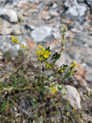 Melilotus neapolitanus