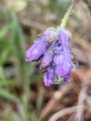 Dichelostemma multiflorum