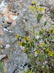 Melilotus neapolitanus