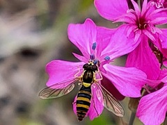 Sphaerophoria