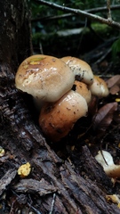 Cortinarius austroturmalis