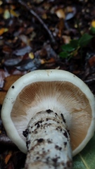 Cortinarius austroturmalis