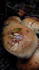 Cortinarius austroturmalis