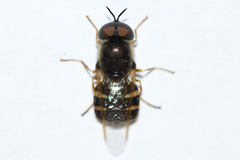 Odontomyia pubescens