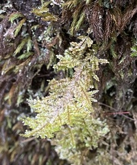 Homaliodendron flabellatum