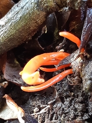 Clavulinopsis sulcata