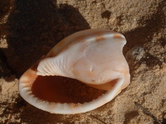 Phalium bandatum