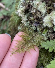 Homaliodendron flabellatum