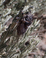 Okanagana schaefferi