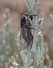 Neoplatypedia constricta