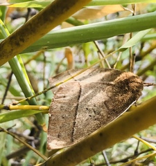 Automeris iris hesselorum