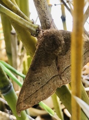 Automeris iris hesselorum