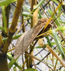 Automeris iris hesselorum