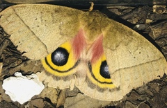 Automeris iris hesselorum