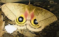 Automeris iris hesselorum