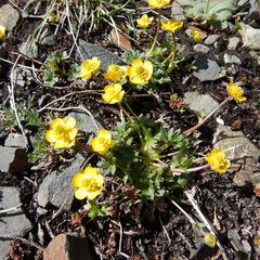 Ranunculus grayi