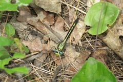 Arigomphus