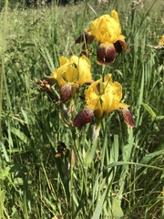 Iris × hybrida
