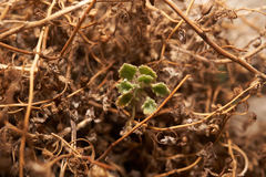 Phacelia perityloides