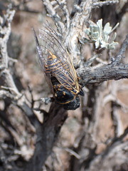 Okanagana schaefferi