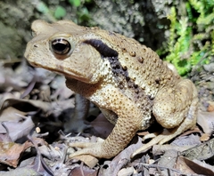 Bufo gargarizans