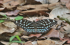 Lexias albopunctata