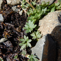 Ranunculus grayi