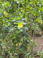 Hibiscus brackenridgei