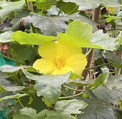 Hibiscus brackenridgei