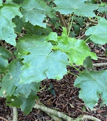 Hibiscus brackenridgei