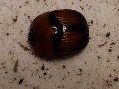 Bolbocerosoma bruneri